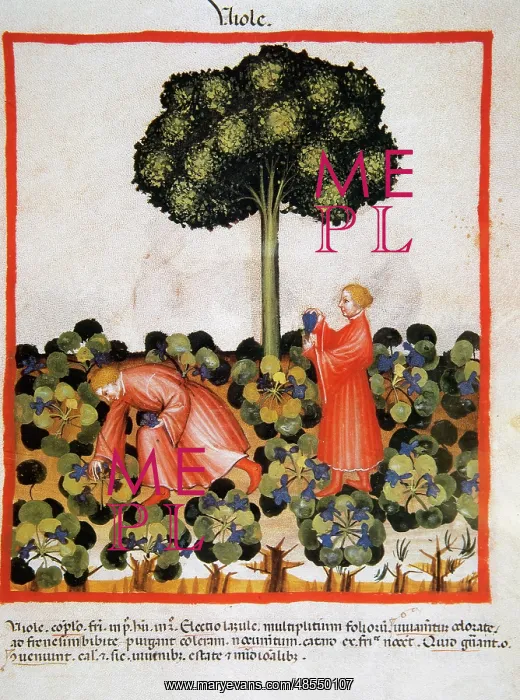  : Tacuinum Sanitatis. Late 14th century. Picking violets. Mini