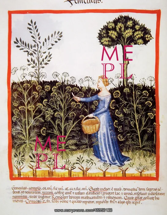 : Tacuinum Sanitatis. Late 14th century. Peasant picking fenne : Tacuinum Sanitatis. Late 14th century. Peasant picking fenne