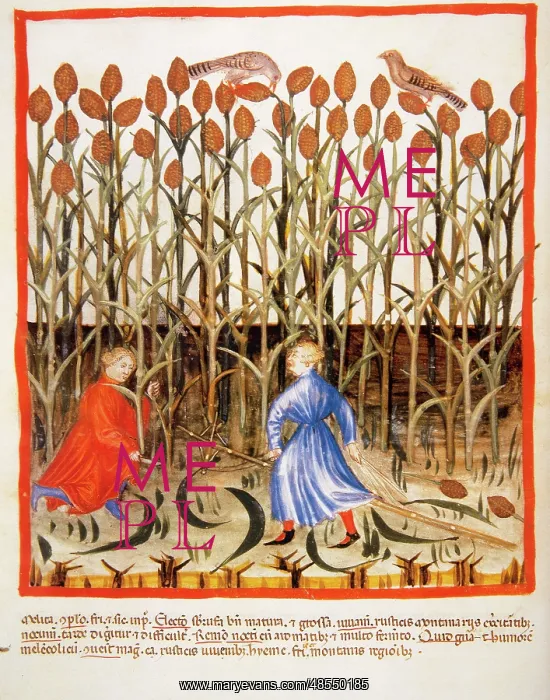 : Tacuinum Sanitatis. Late 14th century. Farmers gathering Afr : Tacuinum Sanitatis. Late 14th century. Farmers gathering Afr