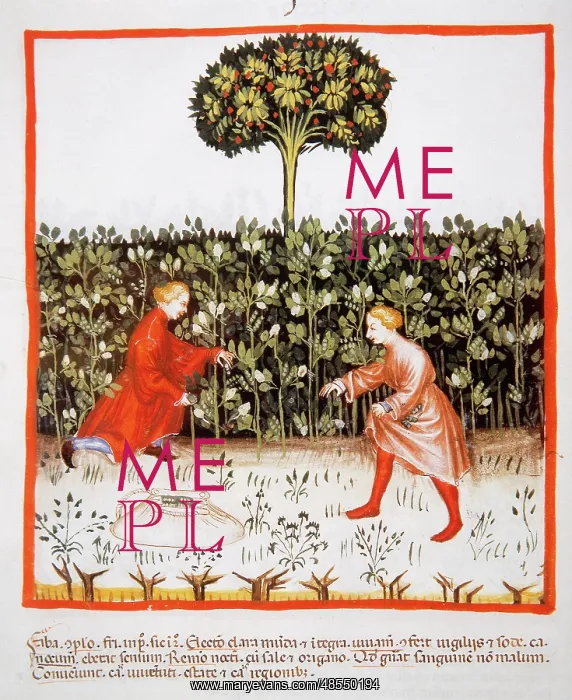 : Tacuinum Sanitatis. Late 14th century. Farmers gathering bea : Tacuinum Sanitatis. Late 14th century. Farmers gathering bea