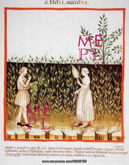 : Tacuinum Sanitatis. Late 14th century. Farmers in a plantati : Tacuinum Sanitatis. Late 14th century. Farmers in a plantati