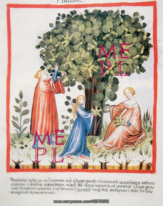 : Tacuinum Sanitatis. Late 14th century. Family picking hazeln : Tacuinum Sanitatis. Late 14th century. Family picking hazeln
