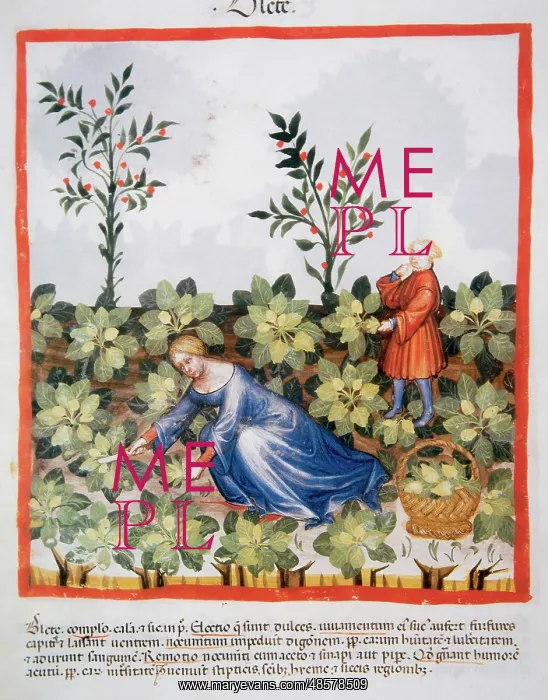 : Tacuinum Sanitatis. Late 14th century. Woman picking chards : Tacuinum Sanitatis. Late 14th century. Woman picking chards