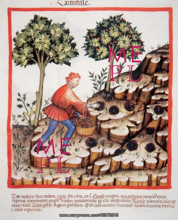 : Tacuinum Sanitatis. Late 14th century. Picking truffles : Tacuinum Sanitatis. Late 14th century. Picking truffles