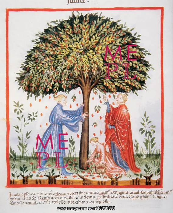 : Tacuinum Sanitatis. Late XIV century. Picking the jujube fr : Tacuinum Sanitatis. Late XIV century. Picking the jujube fr
