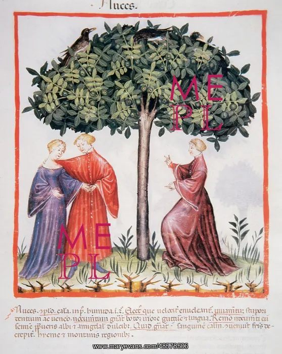 : Tacuinum Sanitatis. Late XIV century. People next to hazelnu : Tacuinum Sanitatis. Late XIV century. People next to hazelnu