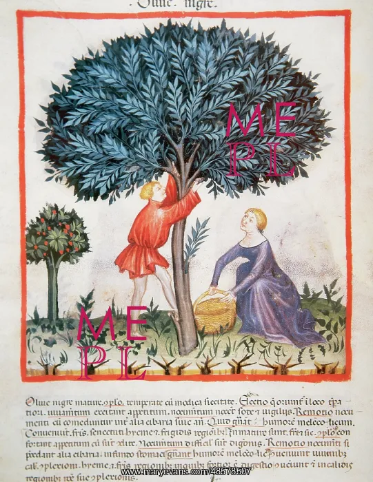 : Tacuinum Sanitatis. Late XIV century. Picking olives : Tacuinum Sanitatis. Late XIV century. Picking olives