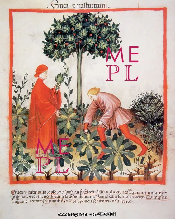 : Tacuinum Sanitatis. Late XIV century. Picking watercress : Tacuinum Sanitatis. Late XIV century. Picking watercress