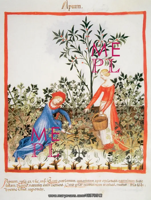: Tacuinum Sanitatis. Late XIV century. Women picking celery : Tacuinum Sanitatis. Late XIV century. Women picking celery