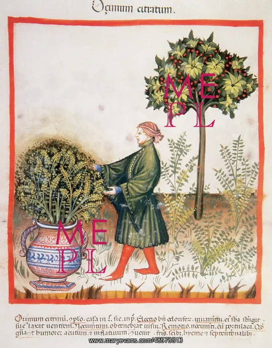  : Tacuinum Sanitatis. Late XIV century. Man picking basil