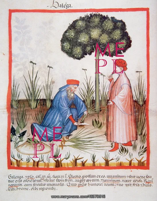 : Tacuinum Sanitatis. Late XIV century. Men picking sedge : Tacuinum Sanitatis. Late XIV century. Men picking sedge