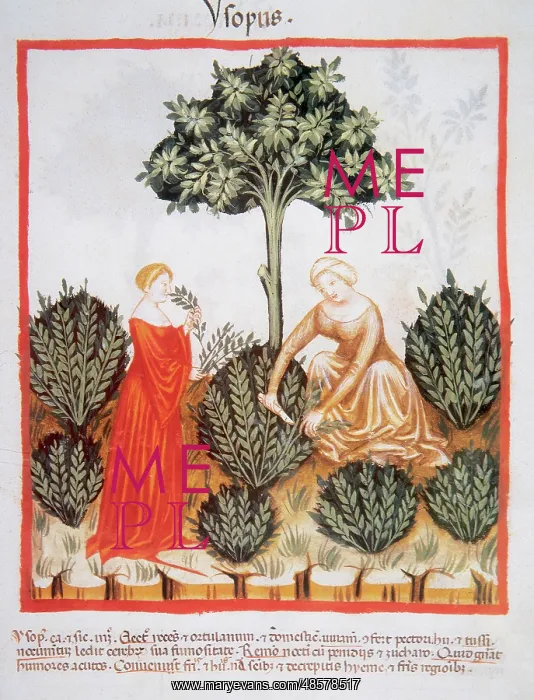 : Tacuinum Sanitatis. Late XIV century. Women picking hyssop : Tacuinum Sanitatis. Late XIV century. Women picking hyssop