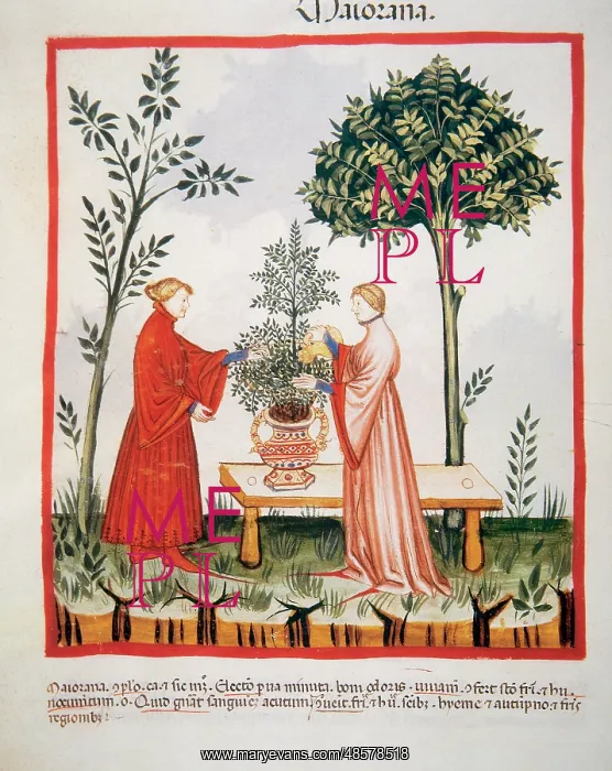: Tacuinum Sanitatis. Late XIV century. Watering a marjoram pl : Tacuinum Sanitatis. Late XIV century. Watering a marjoram pl