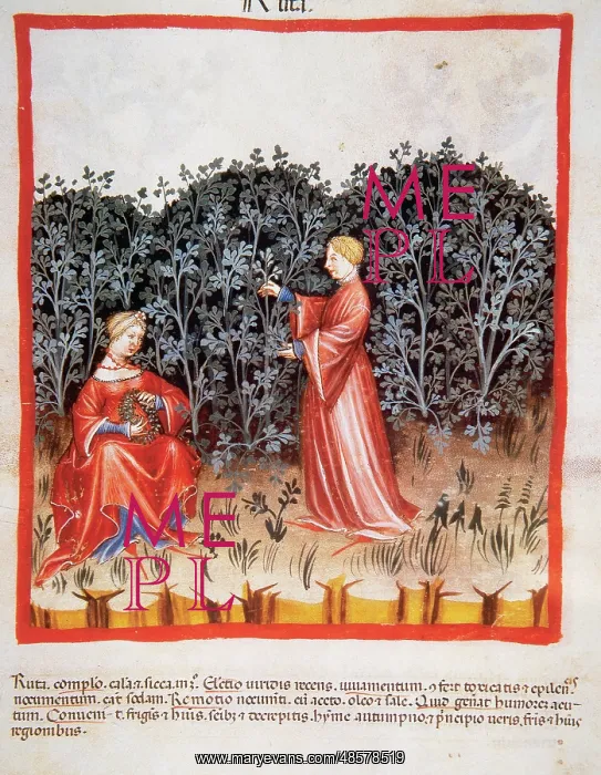 : Tacuinum Sanitatis. Late XIV century. Women making a crown w : Tacuinum Sanitatis. Late XIV century. Women making a crown w