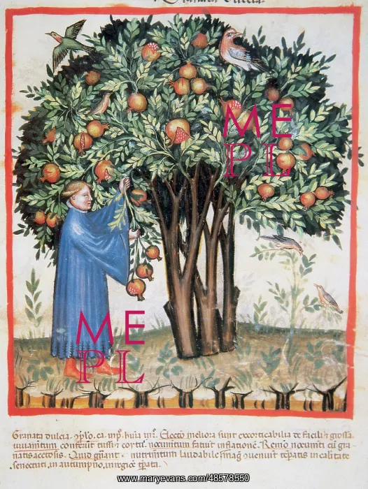 : Tacuinum Sanitatis. Late XIV century. Picking sweet pomegran : Tacuinum Sanitatis. Late XIV century. Picking sweet pomegran