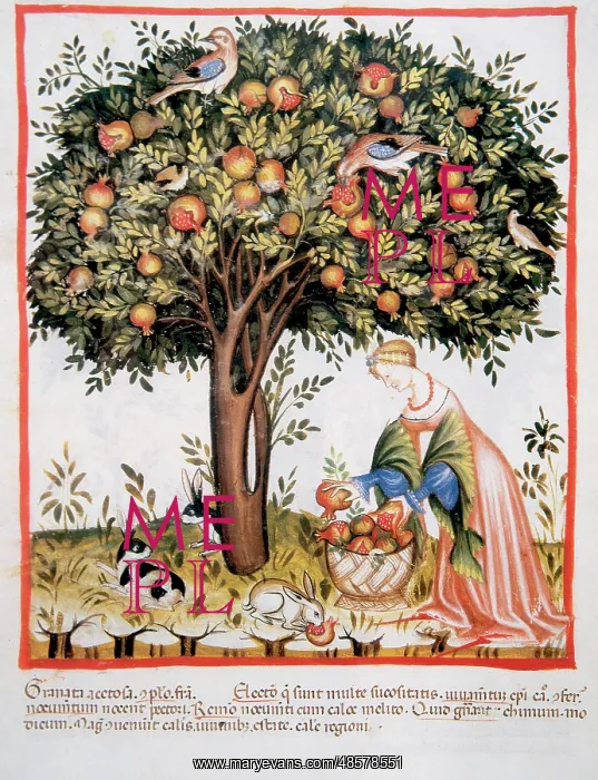 : Tacuinum Sanitatis. Late XIV century. Picking bitter pomegra : Tacuinum Sanitatis. Late XIV century. Picking bitter pomegra