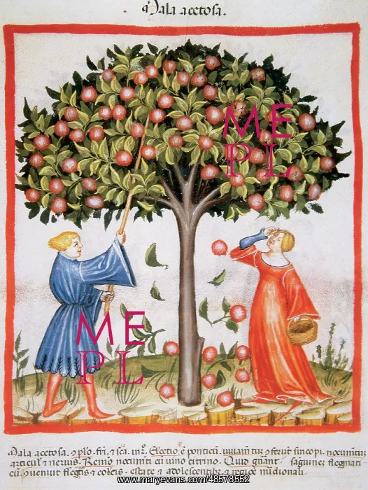  : Tacuinum Sanitatis. Late XIV century. Picking tart apples
