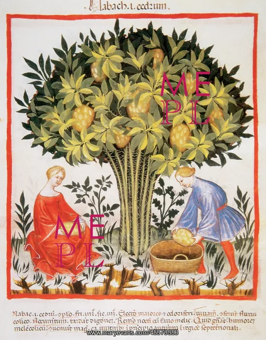 : Tacuinum Sanitatis. Late XIV century. Picking citron : Tacuinum Sanitatis. Late XIV century. Picking citron