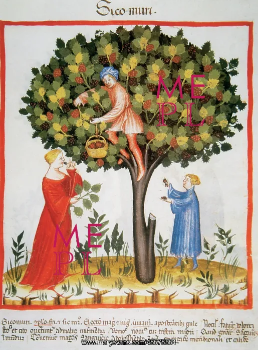 : Tacuinum Sanitatis. Late XIV century. Picking mulberries : Tacuinum Sanitatis. Late XIV century. Picking mulberries