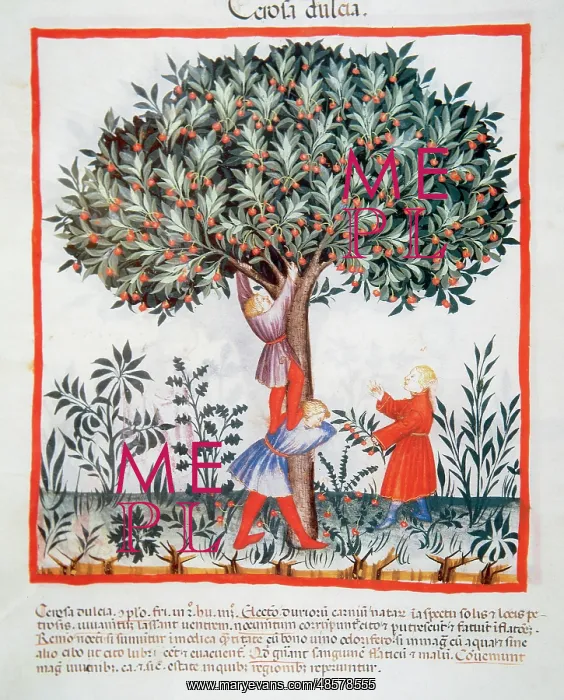 : Tacuinum Sanitatis. Late XIV century. Picking sweet cherries : Tacuinum Sanitatis. Late XIV century. Picking sweet cherries