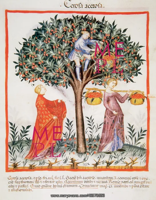 : Tacuinum Sanitatis. Late XIV century. Picking sour cherries : Tacuinum Sanitatis. Late XIV century. Picking sour cherries