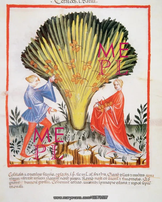 : Tacuinum Sanitatis. Late XIV century. Picking wild dates : Tacuinum Sanitatis. Late XIV century. Picking wild dates