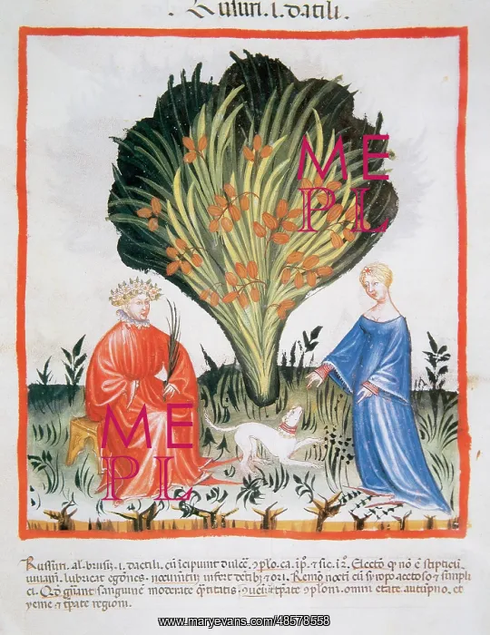: Tacuinum Sanitatis. Late XIV century. Couple next to date pa : Tacuinum Sanitatis. Late XIV century. Couple next to date pa