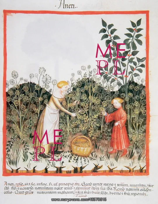 : Tacuinum Sanitatis. Late XIV century. Picking dill : Tacuinum Sanitatis. Late XIV century. Picking dill