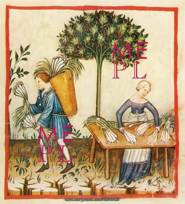 : Tacuinum Sanitatis, Leeks : Tacuinum Sanitatis, Leeks