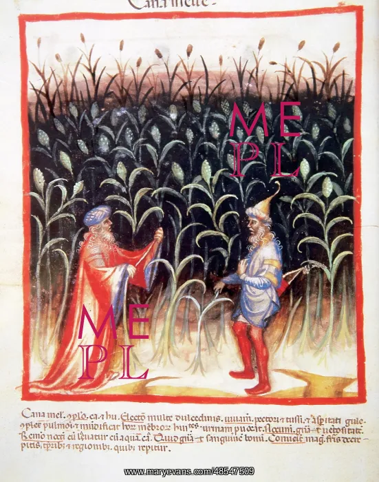: Tacuinum Sanitatis. Men in a sugar cane plantation : Tacuinum Sanitatis. Men in a sugar cane plantation