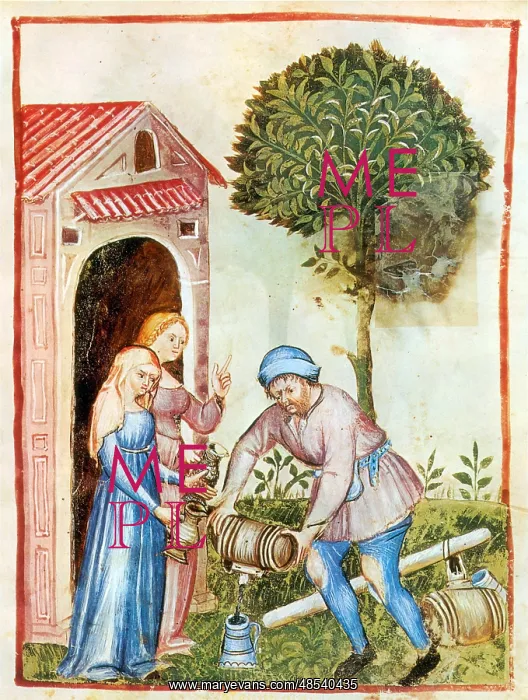 : Tacuinum Sanitatis, Olive Oil : Tacuinum Sanitatis, Olive Oil