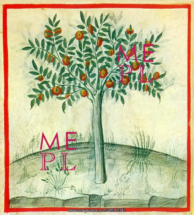 : Tacuinum Sanitatis, Oranges : Tacuinum Sanitatis, Oranges