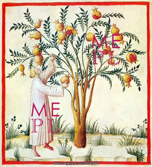 : Tacuinum Sanitatis, Sour Pomegranates : Tacuinum Sanitatis, Sour Pomegranates
