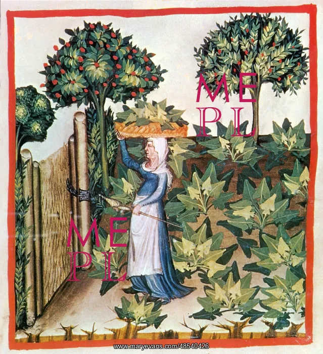 : Tacuinum Sanitatis, Spinach : Tacuinum Sanitatis, Spinach