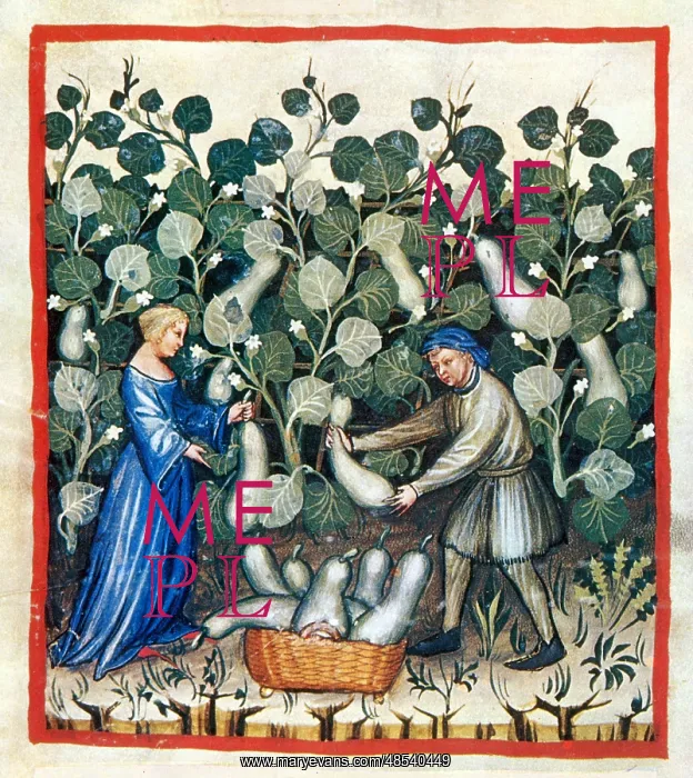 : Tacuinum Sanitatis, Squash : Tacuinum Sanitatis, Squash