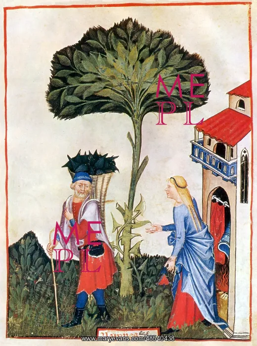 : Tacuinum Sanitatis, Turnips : Tacuinum Sanitatis, Turnips