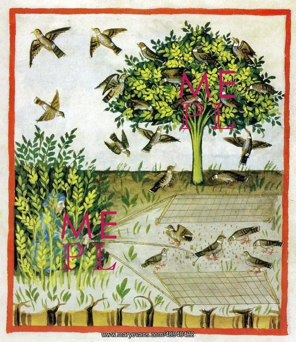 : Tacuinum Sanitatis, Turtle Doves : Tacuinum Sanitatis, Turtle Doves