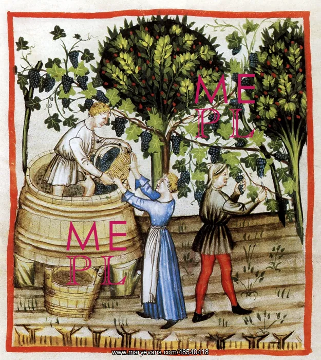 : Tacuinum Sanitatis, Winemaking : Tacuinum Sanitatis, Winemaking