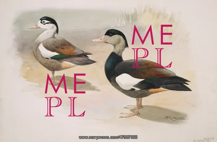 : Tadorna cristata, crested shelduck : Tadorna cristata, crested shelduck