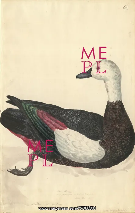: Tadorna variegata, Paradise shelduck : Tadorna variegata, Paradise shelduck