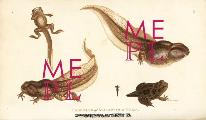 : Tadpoles of the spadefoot toad, Pelobates fuscus : Tadpoles of the spadefoot toad, Pelobates fuscus