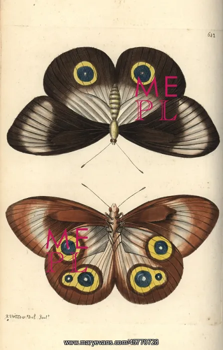 : Taenaris urania butterfly : Taenaris urania butterfly