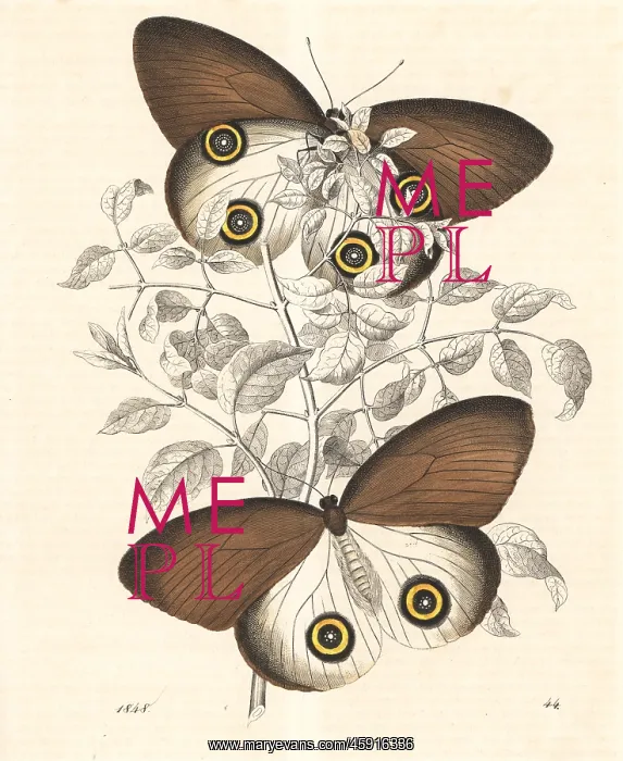 : Taenaris urania butterfly : Taenaris urania butterfly