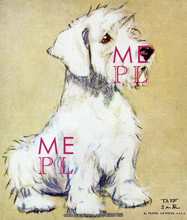 : Taff, a puppy, by Muriel Dawson : Taff, a puppy, by Muriel Dawson