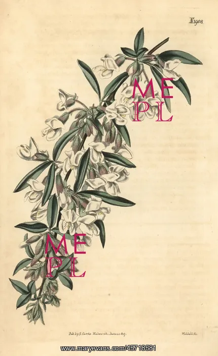 : Tagasaste or tree lucerne, Cytisus proliferus : Tagasaste or tree lucerne, Cytisus proliferus