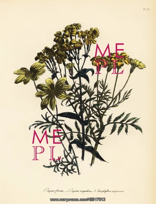 : Tagetes and Eriophyllum species : Tagetes and Eriophyllum species