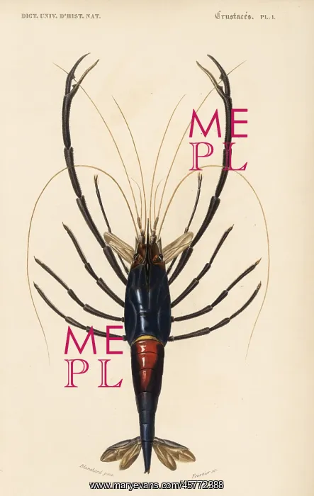 : Tahitian prawn, Macrobrachium lar : Tahitian prawn, Macrobrachium lar