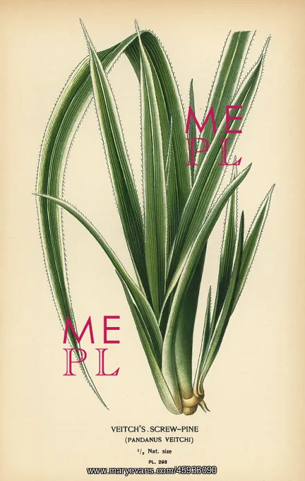 : Tahitian screwpine, Pandanus tectorius : Tahitian screwpine, Pandanus tectorius