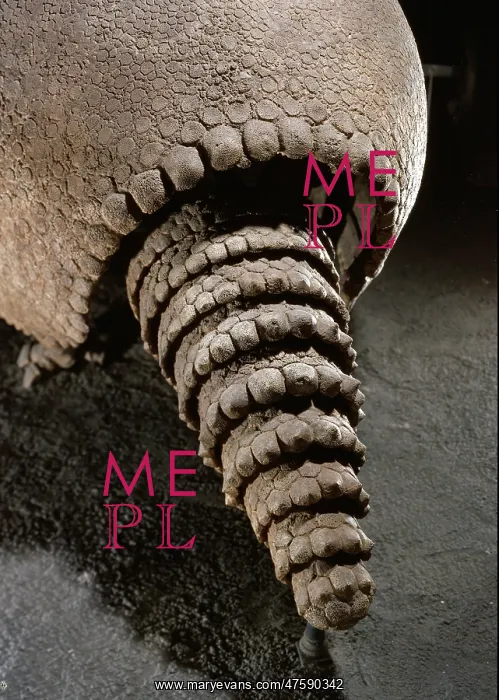 : Tail of a Glyptodon : Tail of a Glyptodon