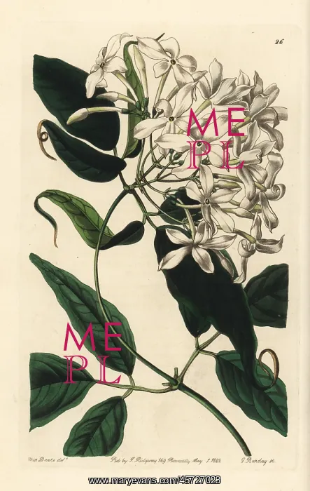 : Tail-leaved jasmine, Jasminum caudatum : Tail-leaved jasmine, Jasminum caudatum